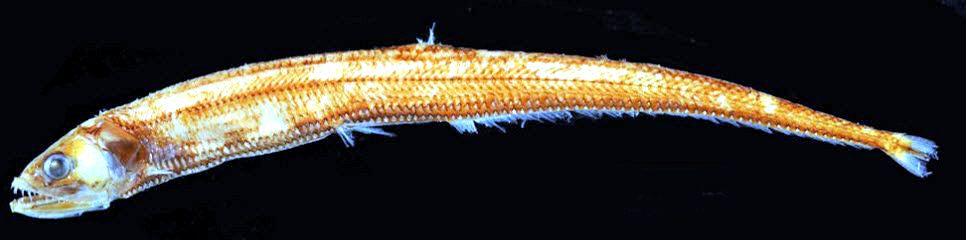 Diplophos taenia_aus_02.jpg